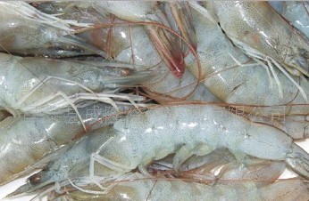 优质对虾（东方虾），渤海湾对虾