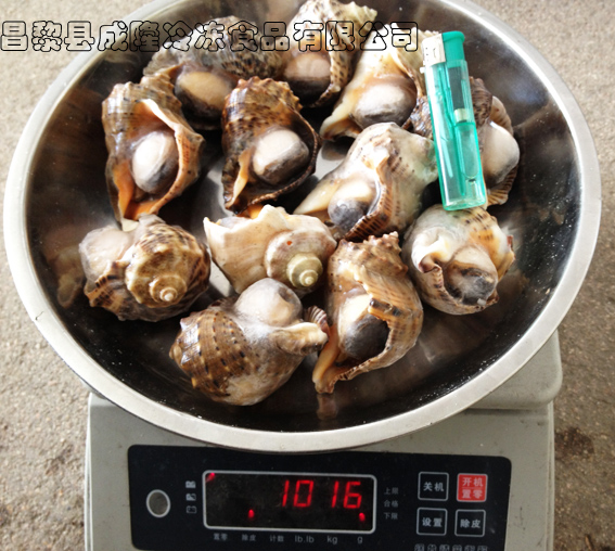 冷冻海螺（带壳）10--12/kg