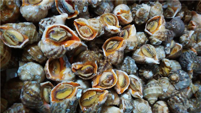 冷冻海螺（带壳）8--10/kg
